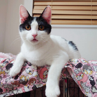 募集停止　綺麗美猫女子♥ハチワレ音