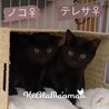 ノコ♀胸の白い毛がかわいい黒猫女の子 サムネイル2