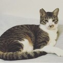 健♂とても人懐こい甘えん坊のりんご猫