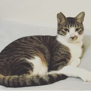 健♂とても人懐こい甘えん坊のりんご猫