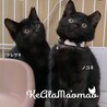 ノコ♀胸の白い毛がかわいい黒猫女の子 サムネイル3