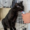 ノコ♀胸の白い毛がかわいい黒猫女の子 サムネイル4
