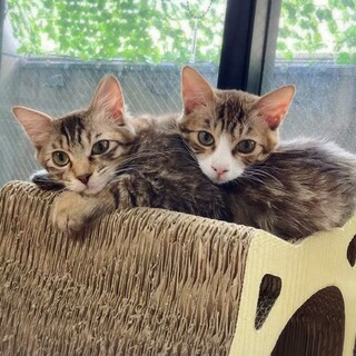 仲良しきょうだい