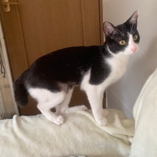 鍵しっぽの人懐こい白黒 はなおちゃん