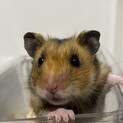 ゴールデンノーマルサテンオス1匹里親様募集