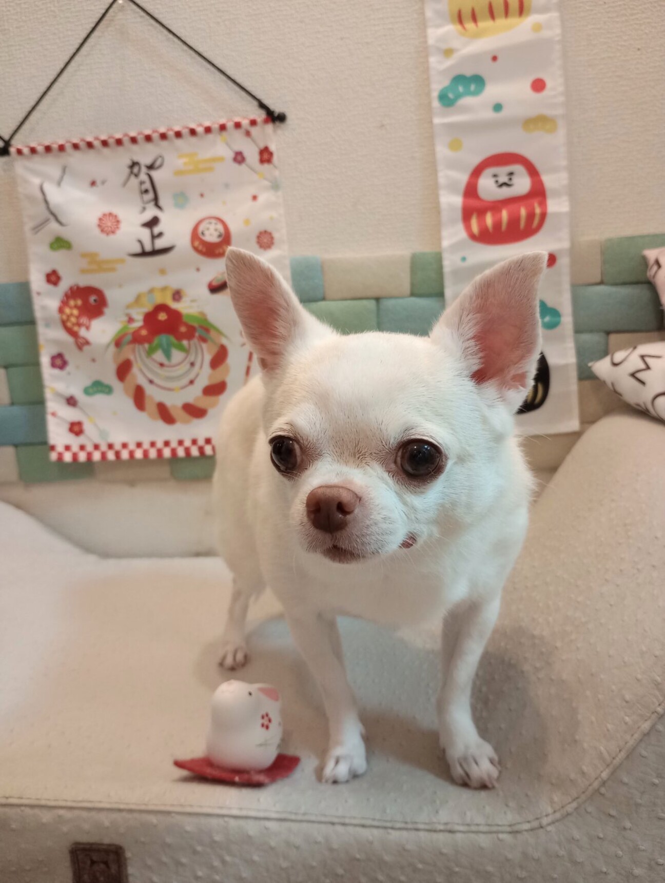 スムースコートチワワ 11歳」東京都 - 犬の里親募集(444739) :: ペット