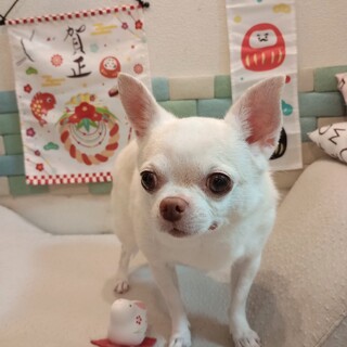 スムースコートチワワ　11歳