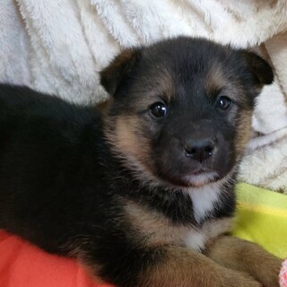 保健所レスキュー子犬♀可愛いあみちゃん