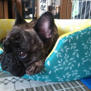 フレブル男の子（去勢済）６歳⭐︎優良血統⭐︎