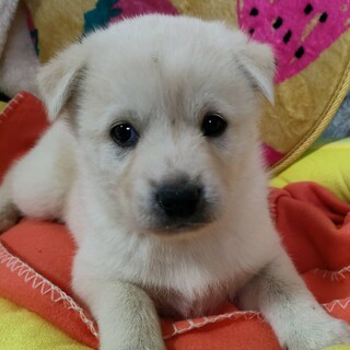 保健所からレスキューした子犬♀けいちゃん