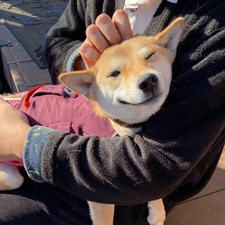 抱っこ大好きニンマリ顔＊1才の柴犬の女の子