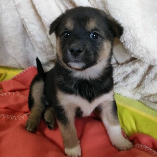 保健所からレスキューした子犬♀まみちゃん