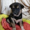 保健所からレスキューした子犬♀まみちゃん サムネイル5