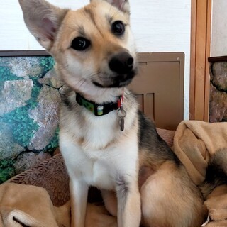  日々進化中、キツネ顔の可愛い女の子みつばち 