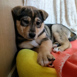 保護犬♀牡丹ちゃん・2ヶ月位