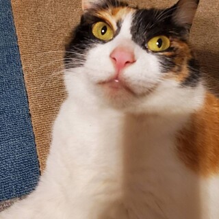 おっとり甘えん坊★ミーコちゃん