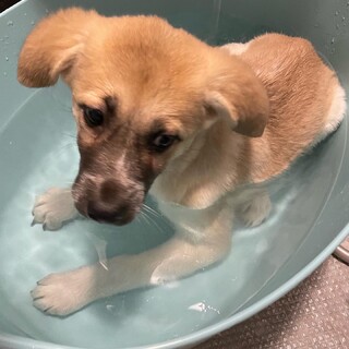 おっとりボニーの家族を探してます。