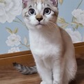 トライアル中！子猫ソワレ♂