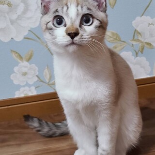 トライアル中！子猫ソワレ♂