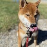 キラキラ笑顔が可愛い茶柴くん サムネイル2