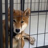キラキラ笑顔が可愛い茶柴くん サムネイル4