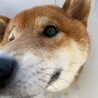 キラキラ笑顔が可愛い茶柴くん サムネイル3