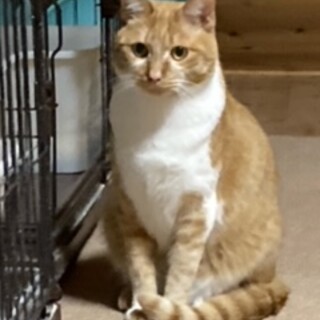 とても元気な男の子です。