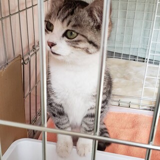 グレーの毛並みが可愛いリンちゃん