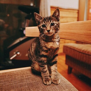 里親募集　人懐っこいメス猫