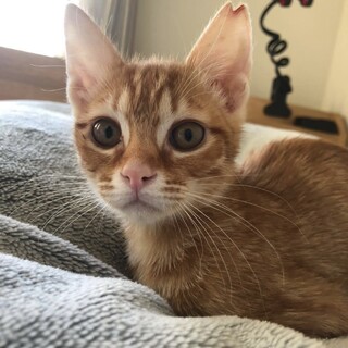 トワ♀人懐こい女の子