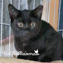 オルボ譲渡会 サムネイル2