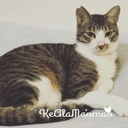 オルボ譲渡会 サムネイル3