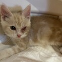 急募！ノルウェージャンフォレストキャット 子猫