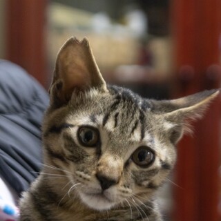 レイ♂4兄妹の男の子