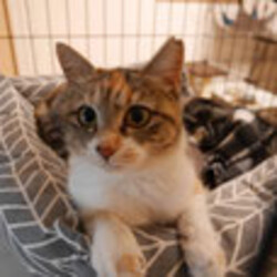 茨城つくばみらい、猫の里親会