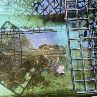 元気なミドリガメ２匹です！