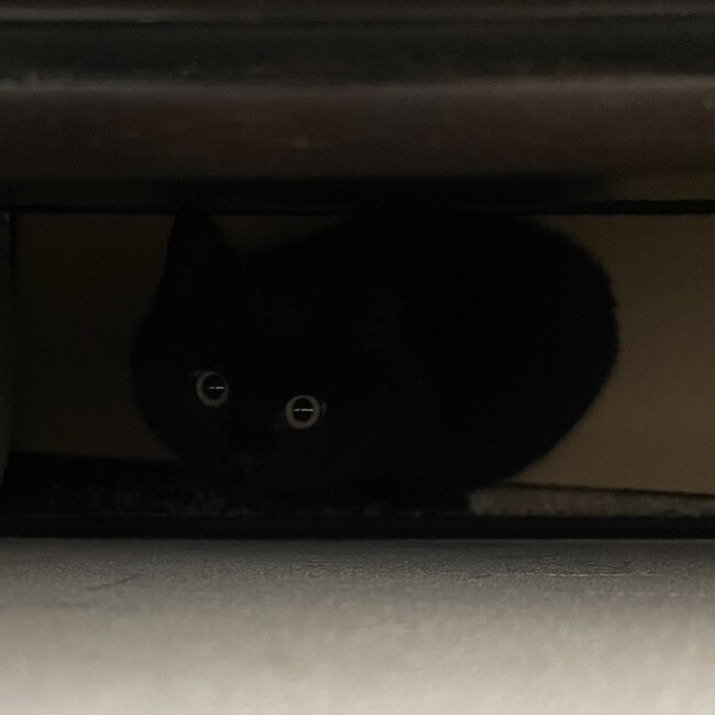 黒猫♂4ヶ月のカバー写真