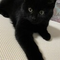 札幌・保護黒子猫・♂・約4ヶ月・病気無し・健康