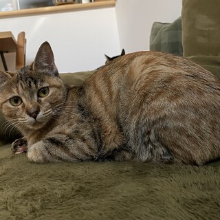 甘えっこな女の子の姉妹（麦わら猫）