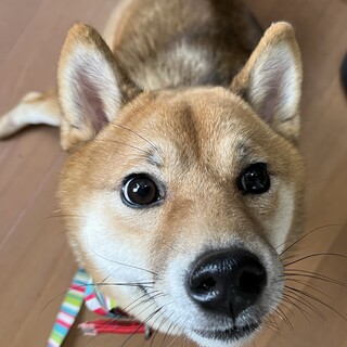 ハンデがあっても元気いっぱい☆おこげちゃん