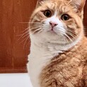 神奈川・保護猫・茶トラ白・オス・1歳前後