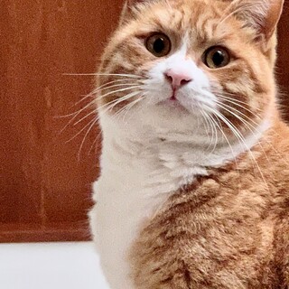 神奈川・保護猫・茶トラ白・オス・1歳前後