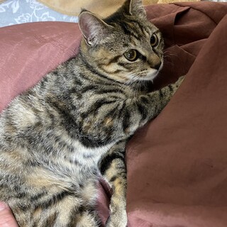 抱っこもお膝も大好きな甘えん坊の女の子