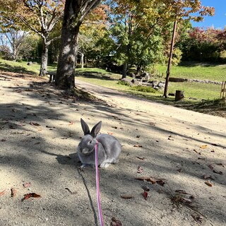 グレーのうさぎさん、女の子です