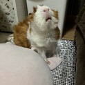 アビシニアンモルモットの男の子