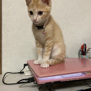 里親決定✨可愛い男の子です✨インスタ４万回再生越え