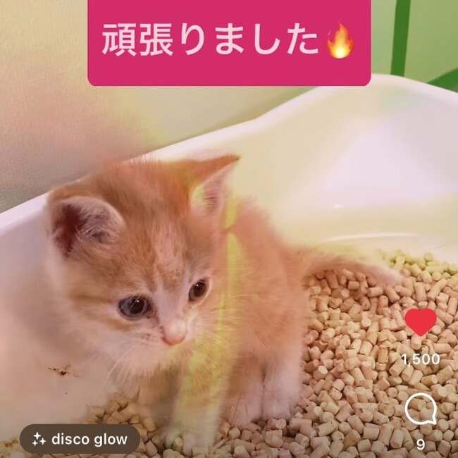 はなこ、のカバー写真