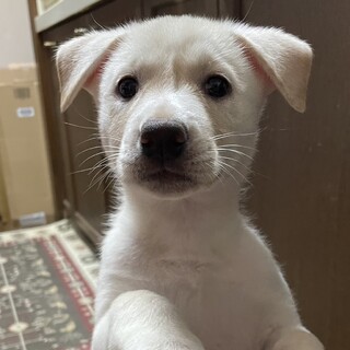 おてんばなパフちゃん