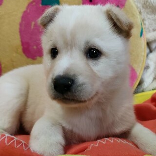 保健所からレスキューした子犬♂ネン君