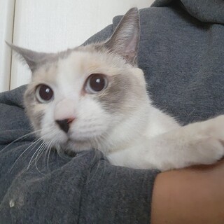 飼育放棄、収容のかりんちゃんストレスから解放を